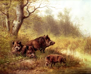 Wildschwein im Schwarzwald, 1880